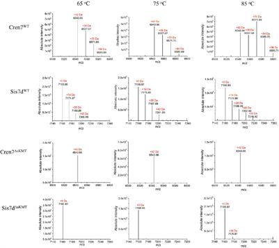 Lysine Methylation Modulates the Interaction of Archaeal Chromatin Protein Cren7 With DNA